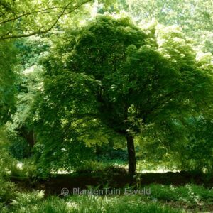 Acer platanoides 'Globosum'