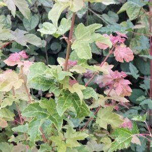 Acer platanoides 'Jozef'