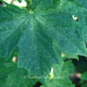 Acer platanoides 'Maculatum'