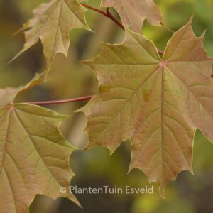 Acer platanoides 'Meyering'