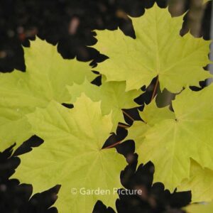 Acer platanoides 'Prigo' (PRINCETON GOLD)
