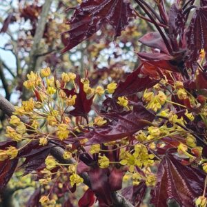 Acer platanoides 'Royal Red'