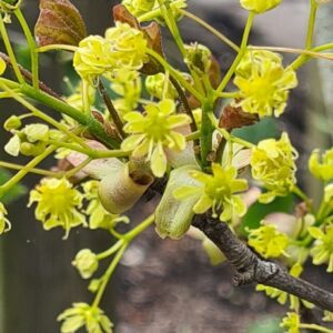 Acer platanoides 'Tharandt'