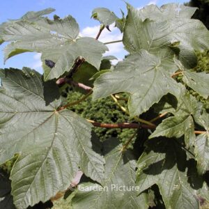 Acer pseudoplatanus 'Bruchem'