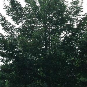 Acer pseudoplatanus 'Negenia'