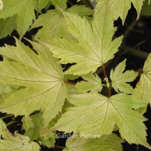 Acer pseudoplatanus 'Prinz Handjery'