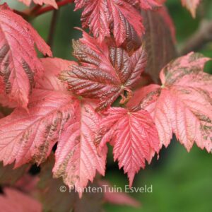 Acer pseudoplatanus 'Simon Louis Freres'