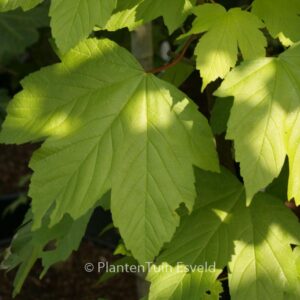 Acer pseudoplatanus 'Torch'
