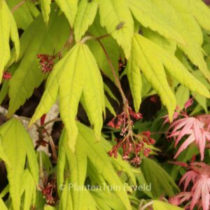 Acer pseudosieboldianum