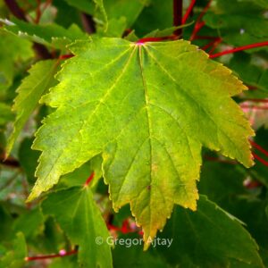 Acer rubrum 'Autumn Flame'