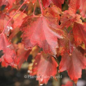 Acer rubrum 'Brandywine'