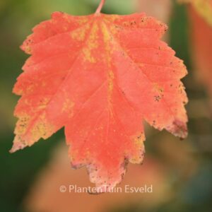 Acer rubrum 'Franksred' (RED SUNSET)