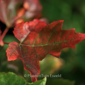 Acer rubrum 'Karpick'