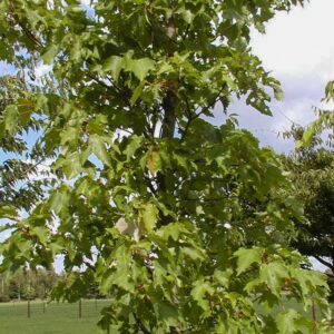 Acer rubrum 'Morgan' (INDIAN SUMMER)