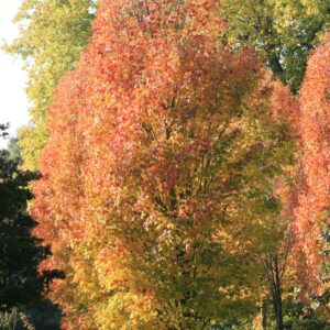 Acer rubrum 'Scanlon'