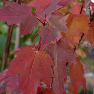 Acer rubrum 'Somerset'