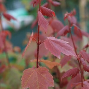 Acer rubrum 'Summer Red'