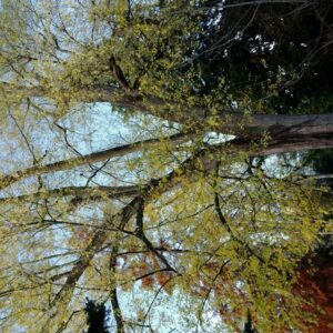 Acer saccharinum 'Laciniatum Wieri'