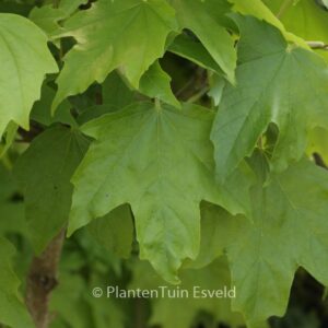 Acer saccharum 'Louisa Lad'