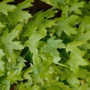 Acer saccharum 'Rocky Mountain Glow'