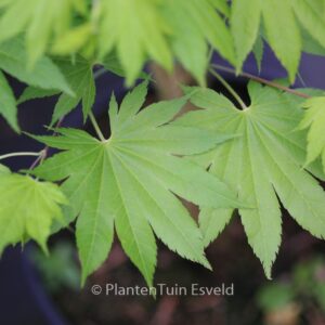 Acer shirasawanum 'Diana'