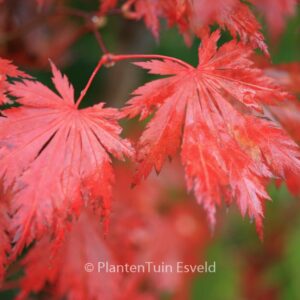 Acer shirasawanum 'Gloria'