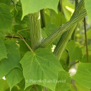 Acer tegmentosum 'White Tigress'
