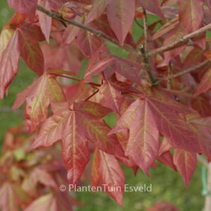 Acer zoeschense 'Annae'
