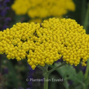 Achillea 'Coronation Gold'