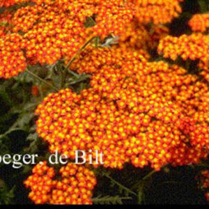 Achillea 'Feuerland'