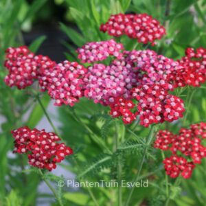 Achillea 'Petra'