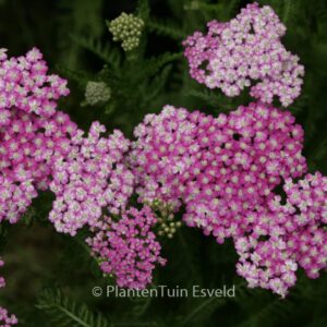 Achillea 'Pink Grapefruit'