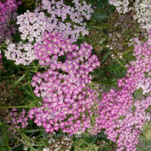 Achillea 'Rainbow Lightning Pink'