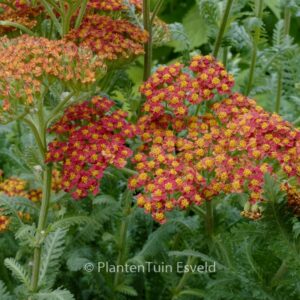 Achillea 'Safran'