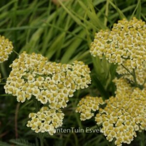 Achillea 'Saucy Seduction'