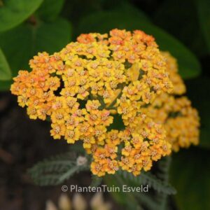 Achillea 'Terracotta'