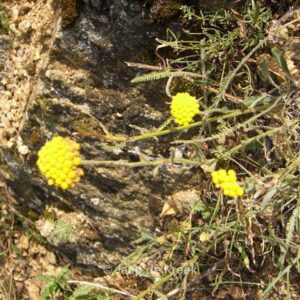 Achillea clypeolata