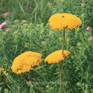 Achillea filipendulina 'Cloth of Gold'