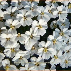 Achillea filipendulina 'Heinrich Vogeler'