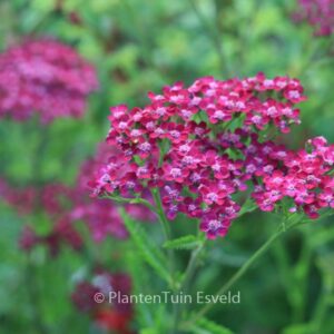 Achillea millefolium 'Cassis'