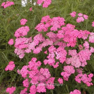 Achillea millefolium 'Cerise Queen'