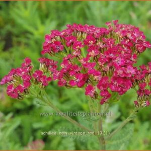 Achillea millefolium 'New Vintage Red'