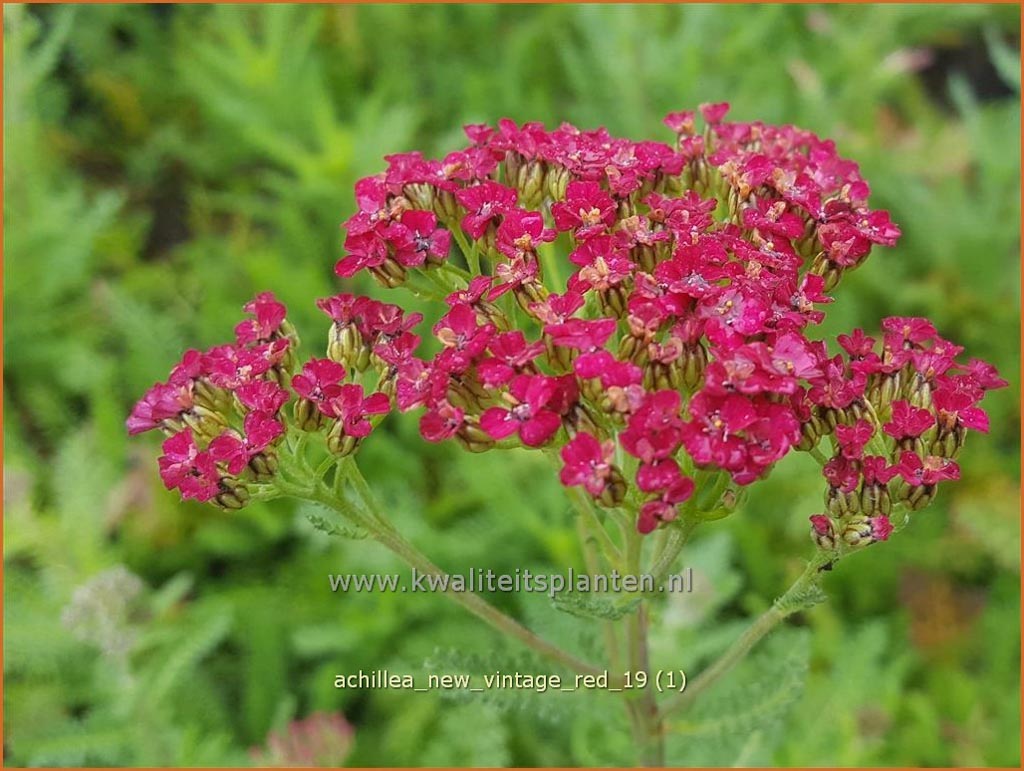 Achillea millefolium 'New Vintage Red'