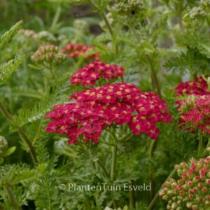 Achillea millefolium 'Paprika'