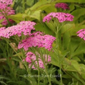 Achillea millefolium 'Pretty Belinda'