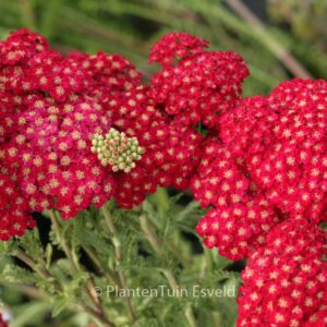Achillea millefolium 'Red Velvet'