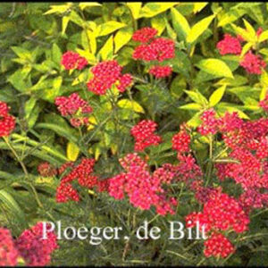 Achillea millefolium 'Sammetriese'