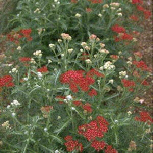 Achillea millefolium 'Summerwine'