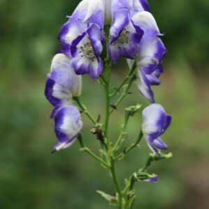 Aconitum cammarum 'Bicolor'