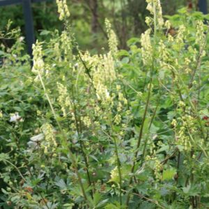 Aconitum septentrionale 'Ivorine'